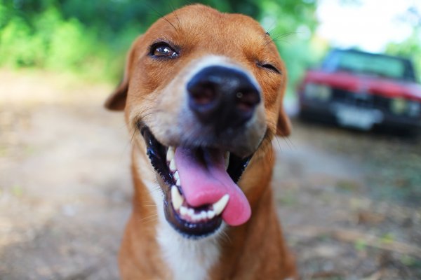 dog supplements  glucosamine top 7 happy brown dog 